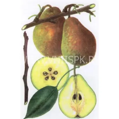 Лесная красавица (Александрина, Мари-Луиз)