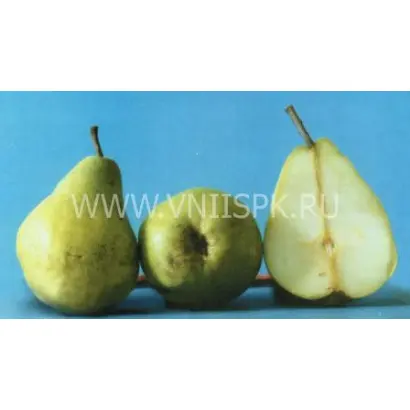 Люберская (Любкард)