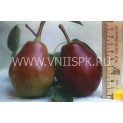 Любимица Клаппа (Фаворитка Клаппа)