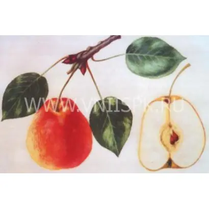 Маляевская поздняя