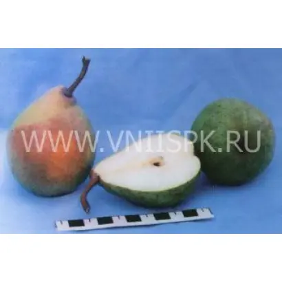 Нальчикская Костыка (Нальчикская осенняя)