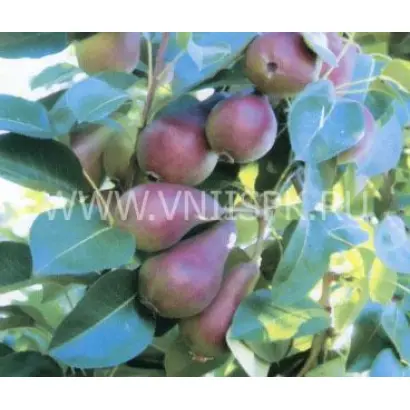 Нарядная Ефимова