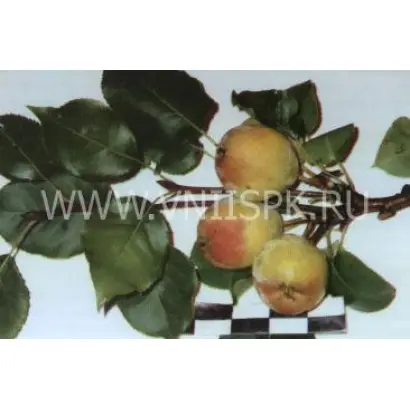 Невеличка (Дюймовочка)