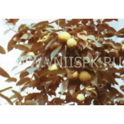 Оленёк (Золушка)