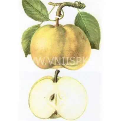 Оливье де Серр