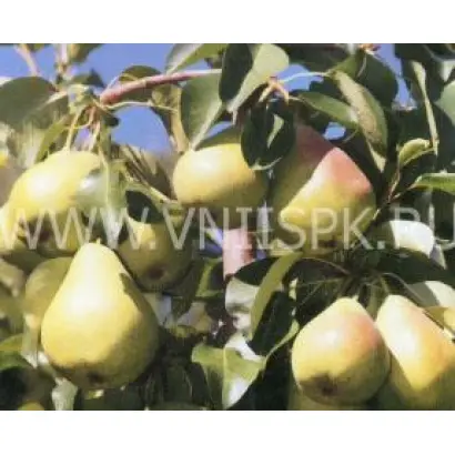 Орловская красавица