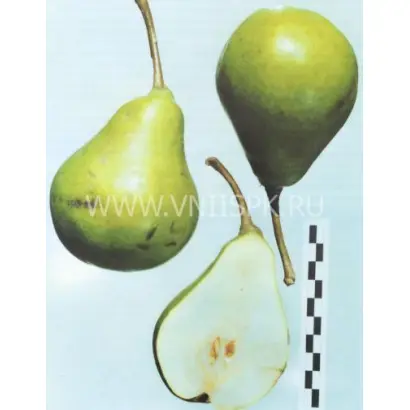 Орловская летняя