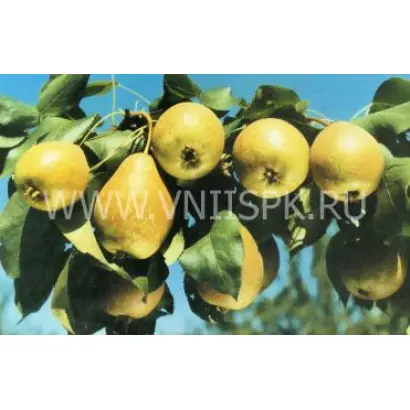 Осенняя мечта