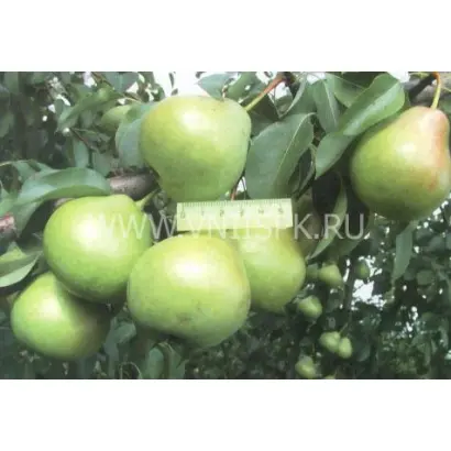 Осенняя Яковлева