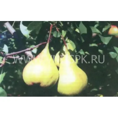 Основянская