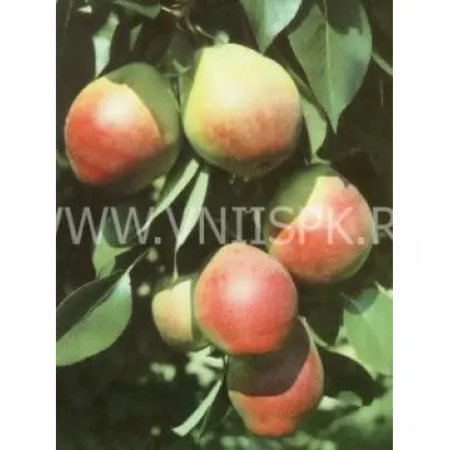 Отрадненская