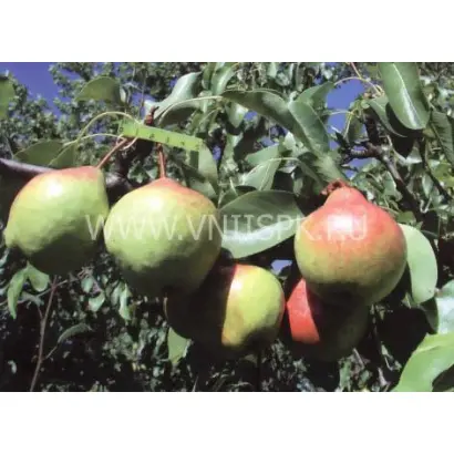 Памяти Яковлева