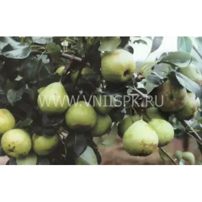 Память Жегалова