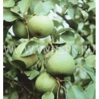 Память Паршина