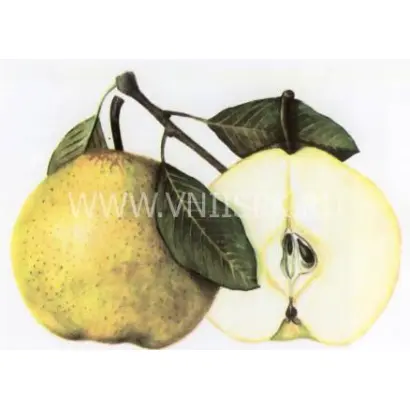 Пасс-Крассан