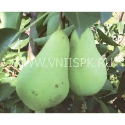 Первомайская