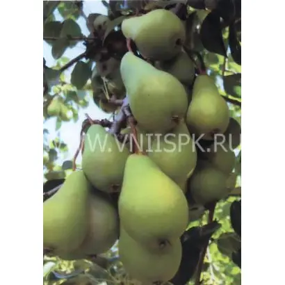 Петровская