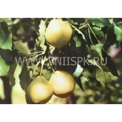 Приморская красавица