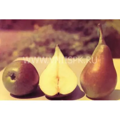 Ранняя Сергеева