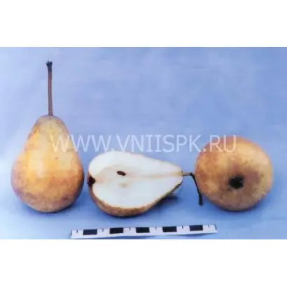 Рекордистка