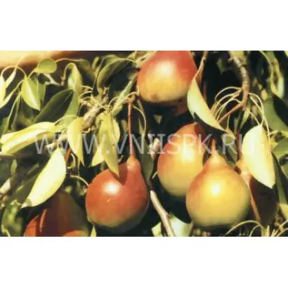 Россошанская красивая