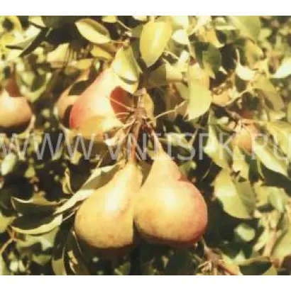 Россошанская ранняя