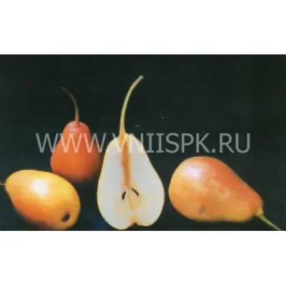 Румяная Беркут