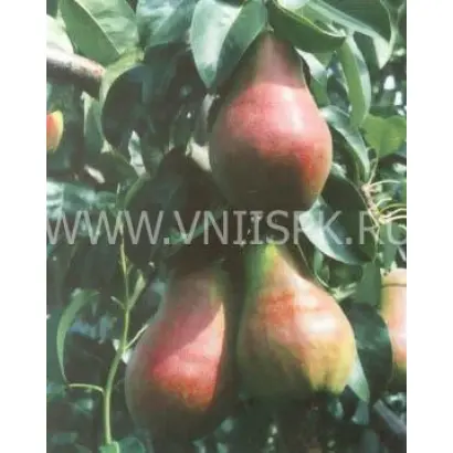 Румяная Кедрина