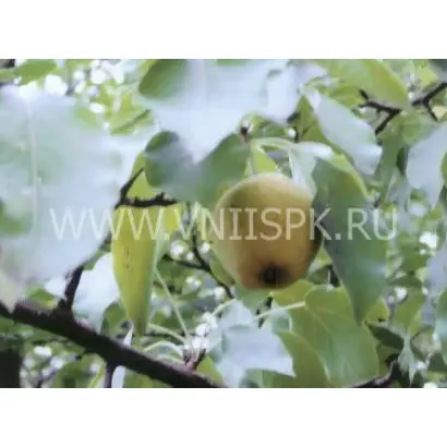 Русаковская (Рус.-1, Русаковская лимонка, Русаковская ранняя)