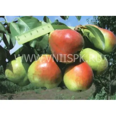 Северянка краснощекая