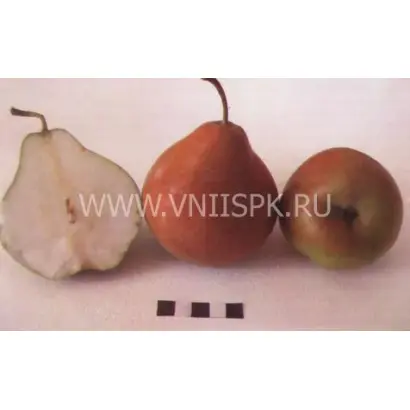 Селянка (Россошанская крупная)