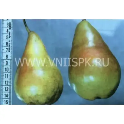 Скороплодная