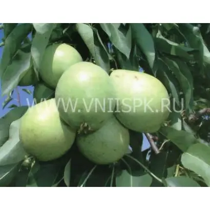 Скороспелка из Мичуринска