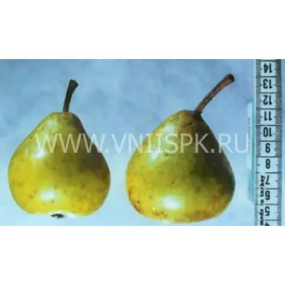 Сочинская ананасная