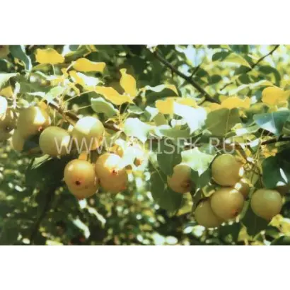 Талица (Скороспелка свердловская)