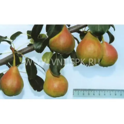 Тонковетка уральская