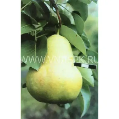 Тютчевская