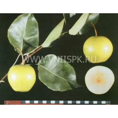 Утренняя свежесть