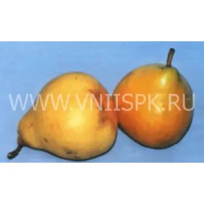 Февральская (Иммунная)