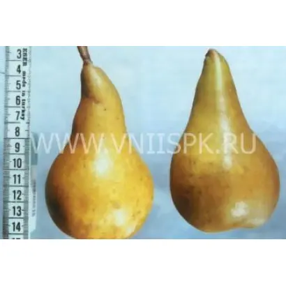 Черноморская янтарная