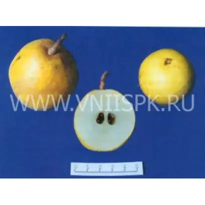 Шурановка № 3