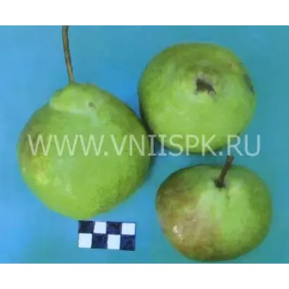 Юбилейная Корнеева