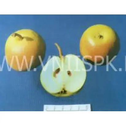 Яблоковидная