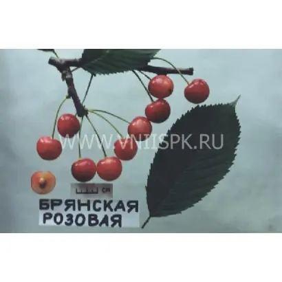 Брянская розовая