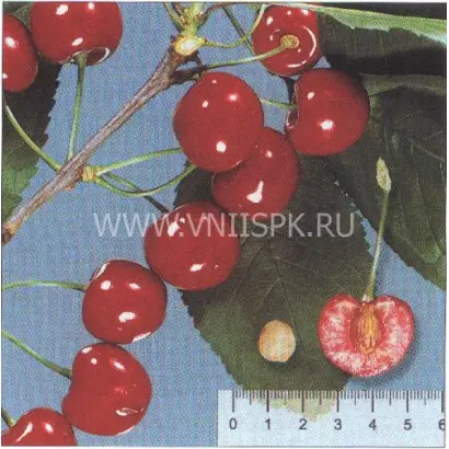 Валерий Чкалов