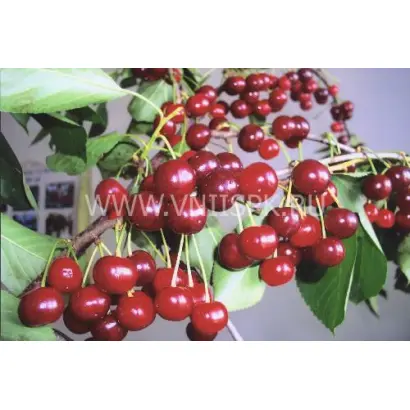 Волшебница