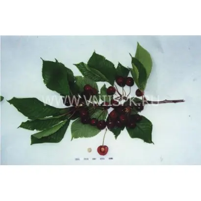 Гедельфинген