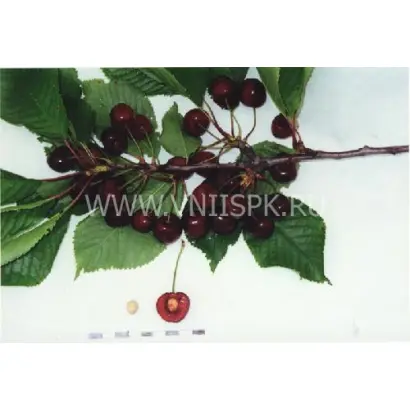 Дагестанка