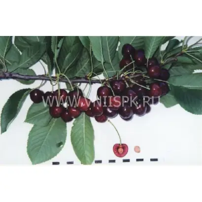 Дагестанская ранняя