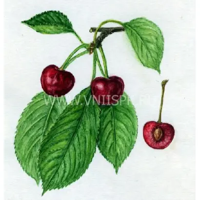 Дайбера чёрная